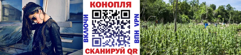 Купить где  Калач  Каннабис ГИДРОПОН 